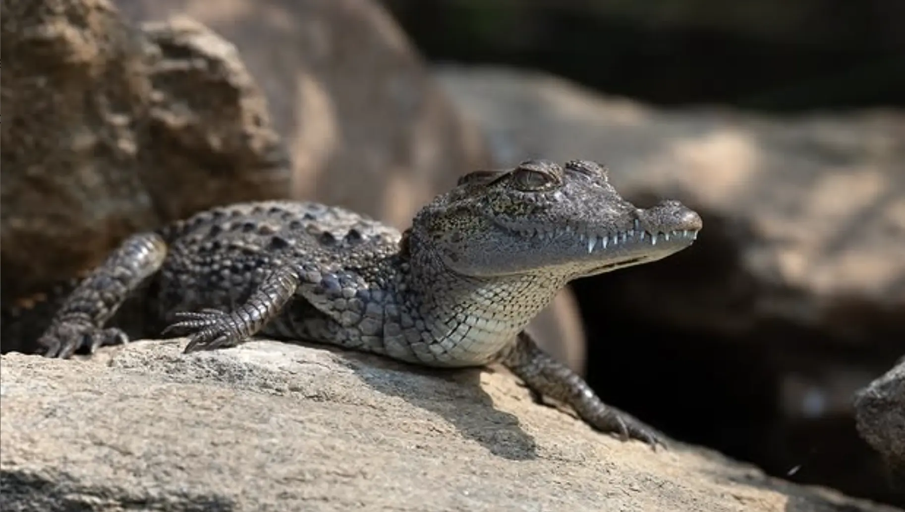 Crocodile Evolution